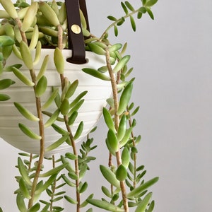 Hanging Planter in Ceramic and Recycled Leather Porcelain Plant Hanger image 6