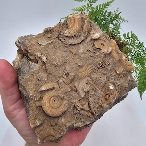 Ammonite Fossils Natural Fossilized Specimen for Decor or Altar Use
