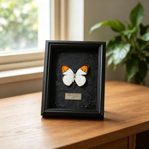 Real Butterfly Frame, Butterfly Specimen Display, Preserved Insect Art Decor, Unique Gift for Collectors and Nature Lovers