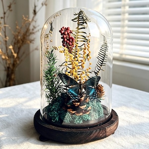 Può includere: Una cupola in vetro trasparente su una base circolare in legno scuro contenente una farfalla blu conservata, una pigna, muschio verde, fiori di mimosa gialli, bacche rosse e fronde di felce essiccate disposte verticalmente all'interno.