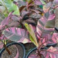 Musa Nono Pink Variegated Banana Plant Rare House Plants