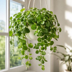 Set of 2 Green Swedish Ivy Plants 4-6 Inch Tall in 4" Pot, Easy Care Trailing Houseplants for Hanging Baskets and Decor (No Ship CA)