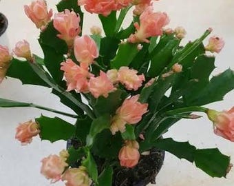 RARE! Schlumbergera 'Thor Wild Cactus '(Apricot color)  3 unrooted segments
