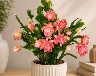 ¡RARO! Schlumbergera ‘Double Dream’ AN094 • Corte de 2 segmentos