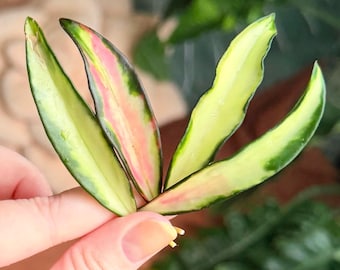 Hoya Wayetii Tricolor | 2 Node Unrooted Cuttings | Live Houseplant Cutting