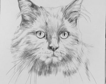 Cat Pet Portraits