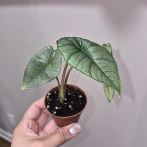 Alocasia bisma - Etsy 日本