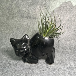 Op de afbeelding: Een glanzende zwarte keramische plantenbak in de vorm van een kat met een gladde, reflecterende afwerking. De kat is afgebeeld in een gehurkte houding met een gebogen rug en dient als houder voor een stekelige, groene luchtplant.