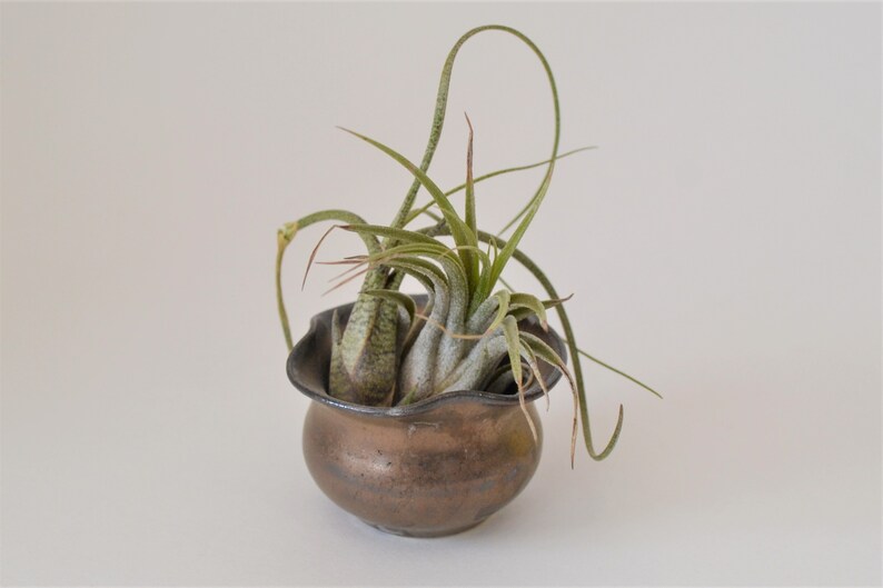 Puede incluir: Dos plantas a&eacute;reas en una maceta de cer&aacute;mica marr&oacute;n con un borde ondulado. Las plantas tienen hojas largas y delgadas y crecen en un grupo.