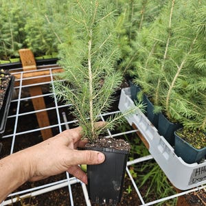 May include: A young conifer sapling with light green needles planted in a small, square black plastic nursery pot. The plant features a central vertical stem with multiple lateral branches extending outward, filled with soft, needle-like foliage.