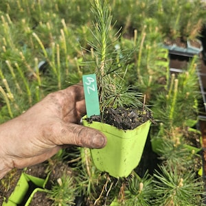 May include: A small pine tree seedling in a light green square pot. The seedling has long, thin green needles and a small, light-colored bud at the top. A green tag with the number "32" is attached. Other seedlings are in the background.