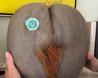 Coco de mere.    Big nut