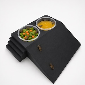 Puede incluir: Una plataforma negra escalonada con dos cuencos de plástico transparente que contienen comida e insectos. Un cuenco contiene comida verde con cubos naranjas, el otro contiene líquido amarillo. Varios insectos están esparcidos por la plataforma.