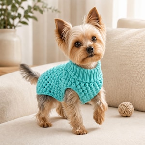 Könnte beinhalten: Ein kleiner Yorkshire Terrier mit beigem und grauem Fell trägt einen leuchtend türkisfarbenen Strickpullover. Der Pullover hat ein strukturiertes Noppenmuster am ganzen Körper und einen gerippten Rollkragen, der eng am Hals anliegt.