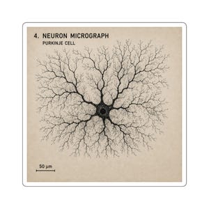 May include: A square sticker featuring a black ink illustration of a Purkinje cell neuron on a beige background. The text reads 4. NEURON MICROGRAPH PURKINJE CELL. A scale bar labeled 50 µm is visible in the bottom left corner of the design.