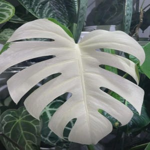 philodendron schottianum Philodendron schottianum