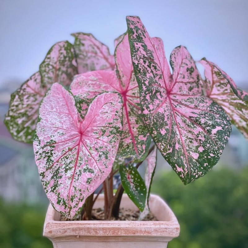 Caladium - Etsy.de