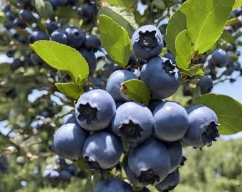 206 semillas de arándanos tradicionales no transgénicos, semillas de fruta dulce, jugosa y de alto rendimiento, fáciles de cultivar en macetas, jardines y exteriores.