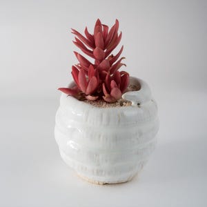 Peut inclure: Une petite plante succulente rouge dans un pot en céramique blanc à côtes. La plante présente des feuilles épaisses et pointues disposées en rosette, tandis que le pot rond en céramique blanche brillante a une surface texturée et rainurée.