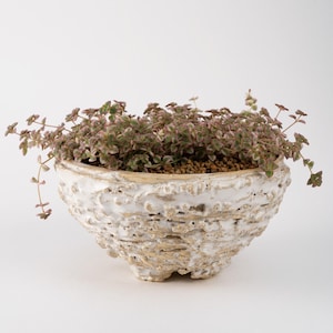 May include: A small, trailing succulent plant with variegated green and pink leaves potted in a round, textured ceramic bowl. The bowl features a thick, uneven white glaze over a tan, rough-hewn base with a porous, organic, and cratered surface.