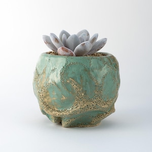May include: A succulent plant with pale, fleshy, pointed leaves sits inside a round, textured ceramic planter. The planter features a seafoam green glaze with porous, sandy-colored, and pitted detailing across its uneven, organic surface.