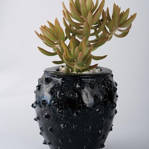 May include: A succulent plant with pointed, light green and orange-tipped leaves potted in a black, spherical ceramic planter. The planter features a glossy, crackled glaze finish and numerous small, raised, thorn-like protrusions on its surface.