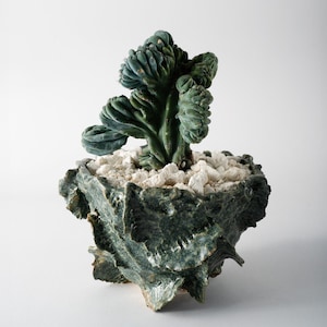 Può includere: Un cactus crestato di colore blu-verde piantato in un vaso di ceramica testurizzato verde scuro. La superficie del terreno è coperta da piccole pietre bianche irregolari. La pianta presenta una forma a ventaglio ondulata con spine visibili.