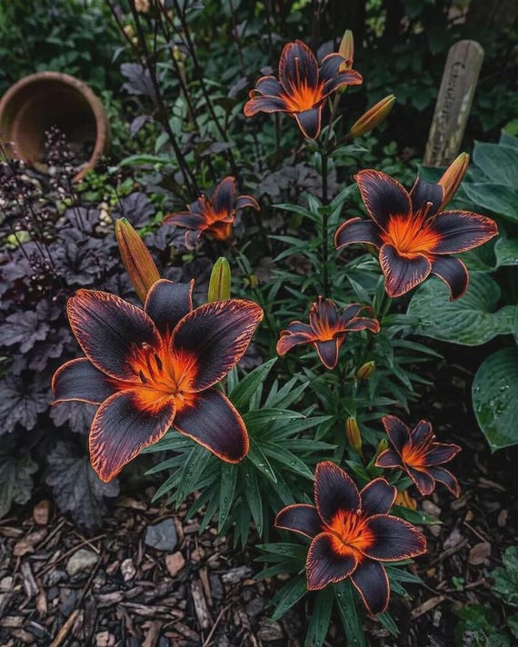 Burning Ambers Lily Seeds: Rare Red Black Orange Flower - Etsy