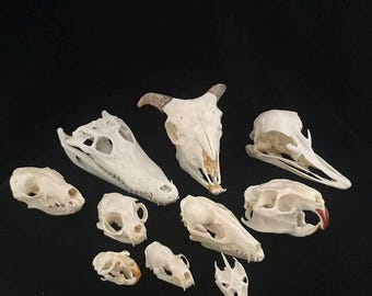 Cráneo de animal real, espécimen de hueso natural, decoración artística de huesos disecados