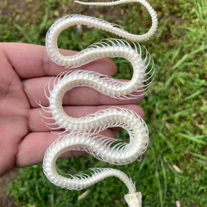 May include: A detailed view of a snake skeleton, showcasing its intricate bone structure. The off-white skeleton is held in a hand against a backdrop of green grass. The snake's spine curves gracefully, highlighting its natural form.