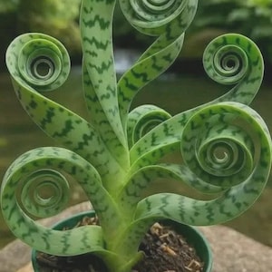 May include: A unique green plant with spiraling, patterned leaves. The plant is potted in a small green pot. The leaves have a distinctive pattern of darker green spots and swirls, creating a visually striking display.