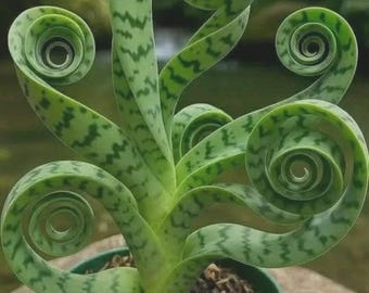 Snake Plant Sansevieria Zeylanica Live Plant in Pot | Indoor Air Purifier Houseplant