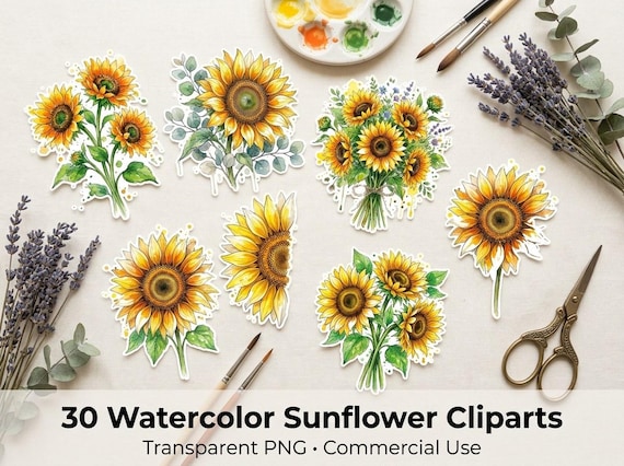 Watercolor Sunflower Clipart, 30 Transparent PNG, Commercial Use, Sublimation POD, Digital Download