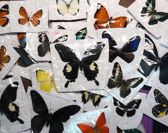 10 Farfalle vere montate a caso, conservate, tassidermizzate, esemplari di farfalle essiccate per la realizzazione di cornici entomologiche