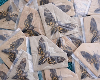 Mariposa-caveira verdadeira (Acherontia) - Exibição em 3D - Entomologia - Inseto morto - Borboleta seca - Taxidermia