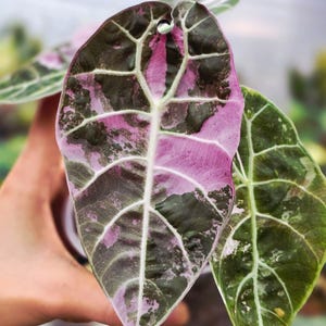 アロカシア　ワトソニアナ　アルボピンク　斑入り Alocasia watsoniana pink variegated - Etsy 日本