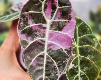 Alocasia Watsoniana Doff Rosa Variegada, Planta Rara, Cultivo de Cormos