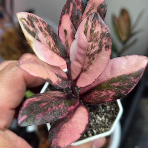 Zamioculcas Zamiifolia Pink Multicolor Variegated ZZ Rare Plant Rooted Stem