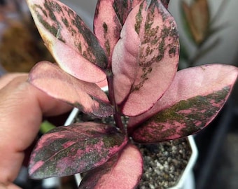 Zamioculcas Zamiifolia Różowy wielobarwny pstry ZZ Rzadka roślina z korzeniem