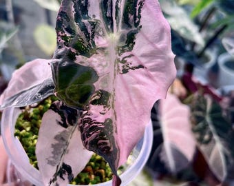 Alocasia Venom Pink Variegated Rare Plant Planting Corms
