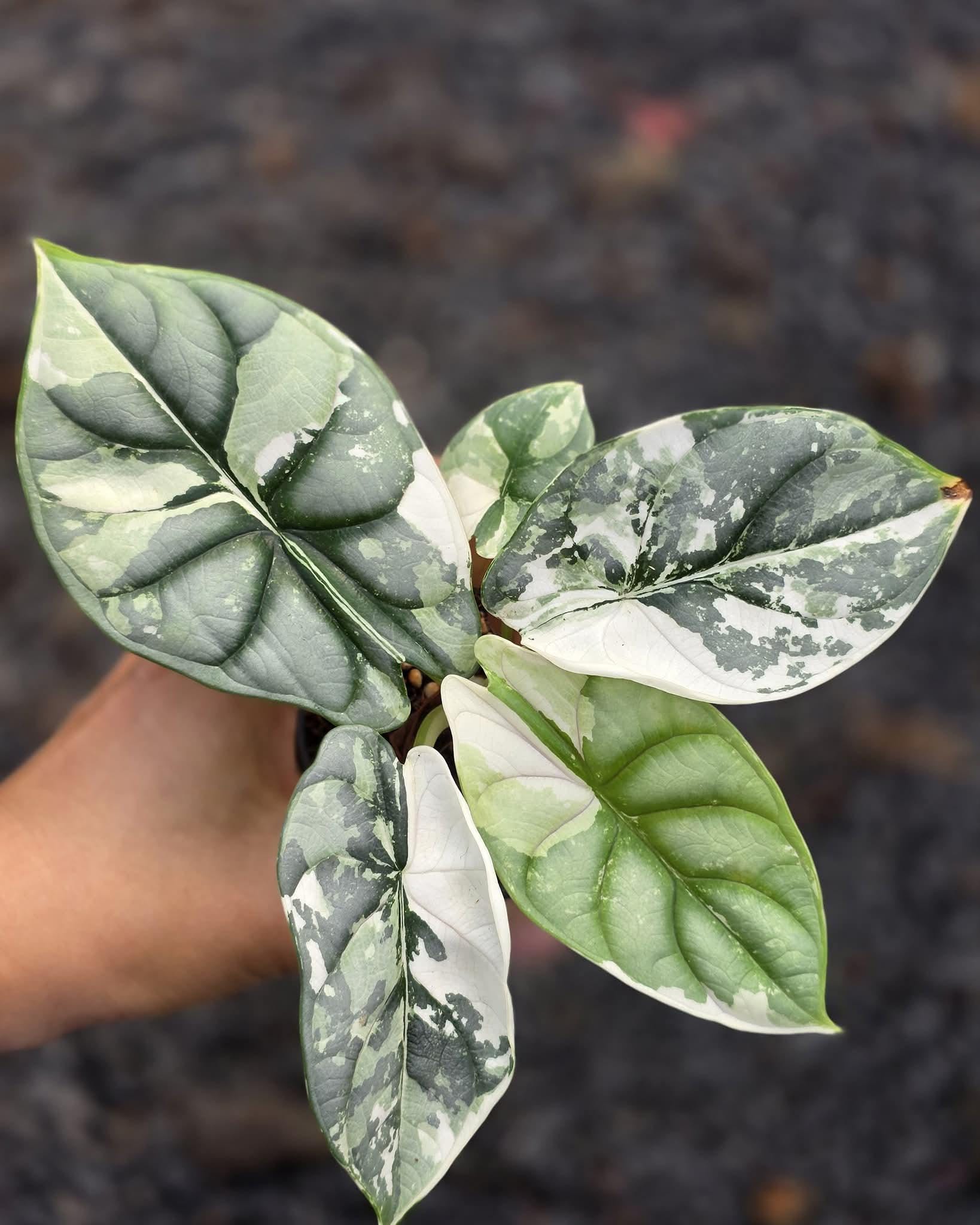 Alocasia watsoniana pink variegated - Etsy 日本