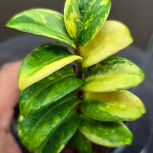 Zamioculcas Zamiifolia MINI Zenzi ZZ Variegated Rare Plant Rooted Stem