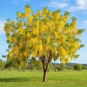 May include: A golden shower tree, or Cassia fistula, stands in a green field. The tree features a dense canopy of bright yellow, pendulous flower clusters mixed with green pinnate leaves, set against a clear blue sky with light clouds.
