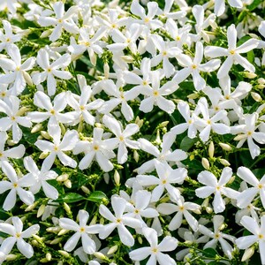 May include: A dense cluster of star-shaped white jasmine flowers with five petals each and small yellow centers. The blossoms are interspersed with numerous unopened pale green buds and thin green stems, creating a full, textured floral display.