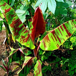 May include: A variegated banana plant featuring large, elongated leaves with a striking pattern of bright lime green and deep maroon red streaks. The central stalk and the undersides of the leaves display a solid, rich dark red coloration throughout.