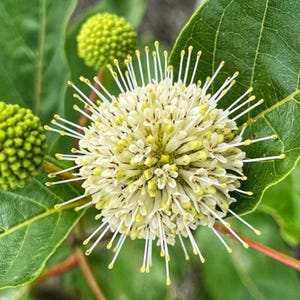 May include: A spherical Cephalanthus occidentalis flower head with numerous white, needle-like florets and yellow tips, surrounded by two smaller, textured, lime-green immature flower buds and broad, veined, dark green leaves on thin stems.