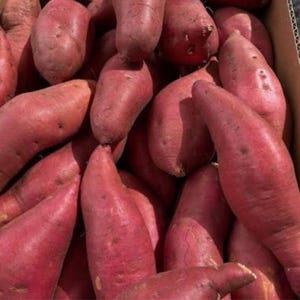 May include: A collection of raw sweet potatoes with smooth, reddish-purple skin. The vegetables are oblong and tapered in shape, packed closely together in a container. Each sweet potato displays natural variations in size and texture.
