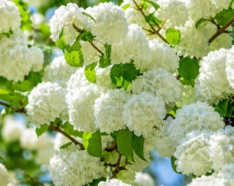 Japanese Snowball Shrub, Viburnum plicatum, 12-24 Inch Bare Root, White Spring Blooms