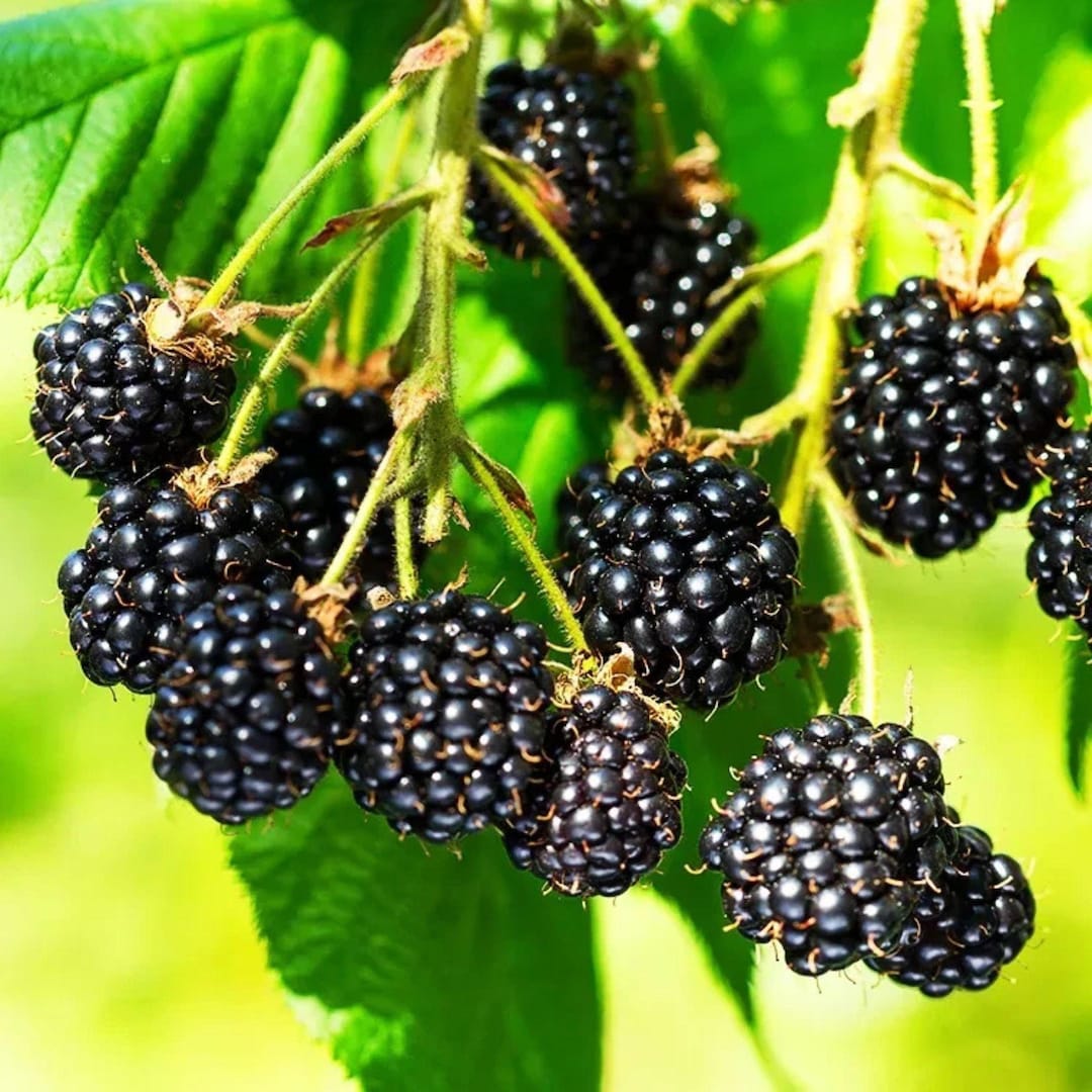 Prime-ark Freedom Thornless Blackberry Plant, Early Sweet Berry Starter ...
