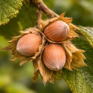 May include: A cluster of three ripe hazelnuts, each encased in a light brown, papery, and jagged husk. The nuts are smooth, round, and tan-colored, attached to a thin branch with green, textured leaves visible in the background of the image.